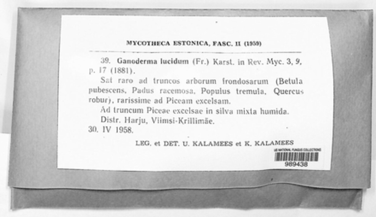 Ganoderma lucidum image